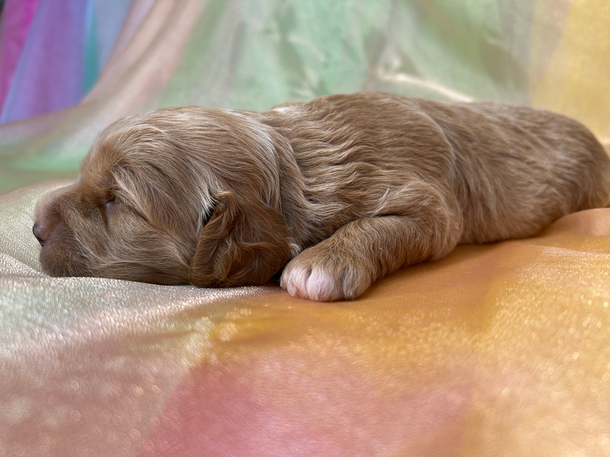 Female Cockapoo Puppy for Sale DOB 9-15-2025, $950